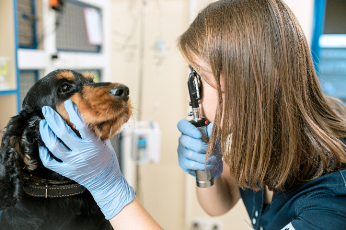 the-medicine-pet-care-and-people-concept-dog-and-veterinarian-doctor-at-vet-clinic-1.jpg